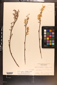 Amelanchier canadensis image